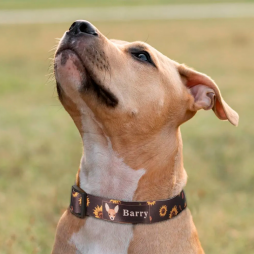 Collar ajustable mascota